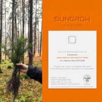 Einer von diesen 1.000 Bäumen wurde von Sungrow im Forstenrieder Park für die e.systeme21 gepflanzt. Einer von diesen 1.000 Bäumen wurde von Sungrow im Forstenrieder Park für die e.systeme21 gepflanzt.